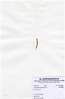 藏品(短尖假羽藻)的圖片